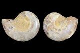 Cut & Polished, Agatized Ammonite Fossil - Jurassic #93531-1